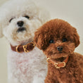 Load image into Gallery viewer, ROMA Collar view 13 – Nala's Pet Boutique