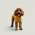 Cargar la imagen en la vista de la galería, Gobi Sun Protection Tee top view – Nala's Pet Boutique