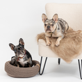 Load image into Gallery viewer, Föra - Nala's Pet Furniture Boutique