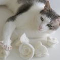Load image into Gallery viewer, Flora Eterna Cat Toy
