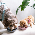 Cargar la imagen en la vista de la galería, Flower Slow Feeder in Flowerslowfeeder5 – Nala's Pet Boutique