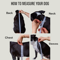 Cargar la imagen en la vista de la galería, How to measure your dog