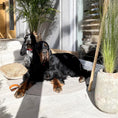 Cargar la imagen en la vista de la galería, Okka in Okkatravelmat .04 – Nala's Pet Boutique