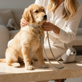 Load image into Gallery viewer, Seal Dog Toy