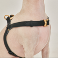 Cargar la imagen en la vista de la galería, ROMA HARNESS in Roma Harness – Nala's Pet Boutique