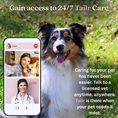 Load image into Gallery viewer, Tailr Classic QR Code ID Tag