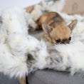Load image into Gallery viewer, Soft, fluffy, and warm, this blanket will provide thermal comfort to your pet while also adding a tasteful touch of elegance to your interior decor.