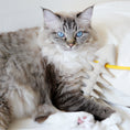 Load image into Gallery viewer, Fishbone catnip toy for cats