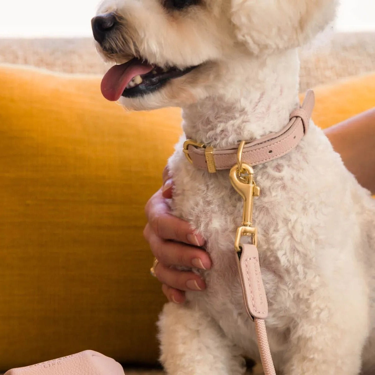 Life Dog Collar in 5ded4cd2fd95fe – Nala's Pet Boutique