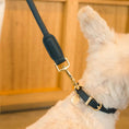 Cargar la imagen en la vista de la galería, Life Dog Collar view 16 – Nala's Pet Boutique
