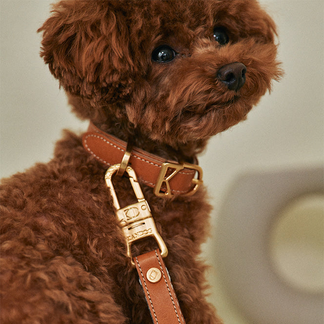ROMA Collar view 17 – Nala's Pet Boutique