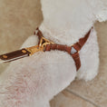 Cargar la imagen en la vista de la galería, ROMA LEASH close-up – Nala's Pet Boutique
