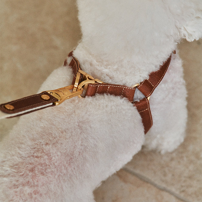 ROMA LEASH close-up – Nala's Pet Boutique