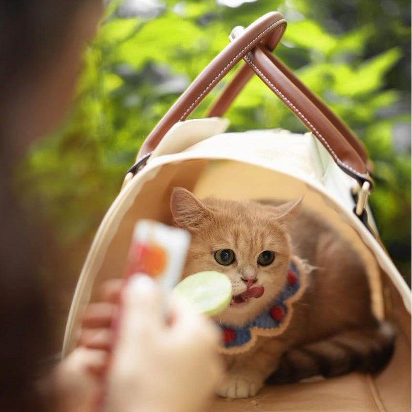 Fynn Pet Carrier view 12 – Nala's Pet Boutique