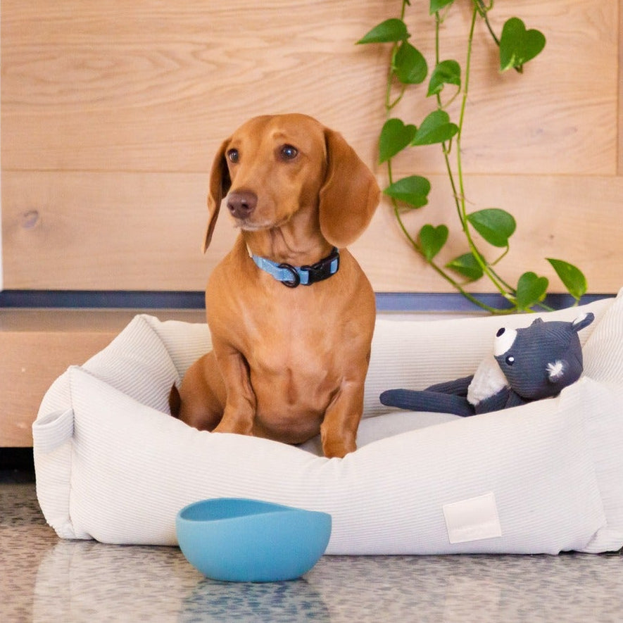 Slate Gray Bear lifestyle photo – Nala's Pet Boutique
