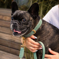 Load image into Gallery viewer, Life Dog Collar
