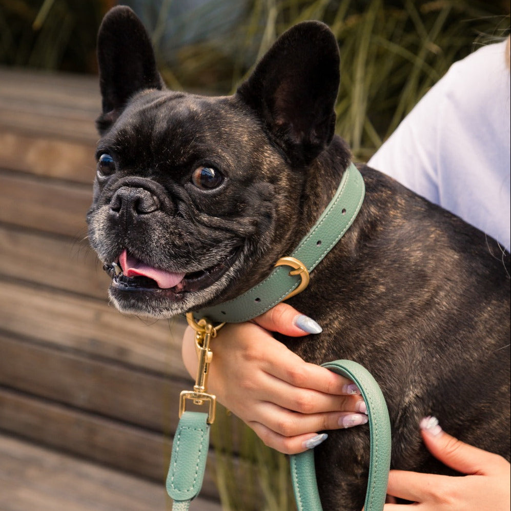 Life Dog Collar