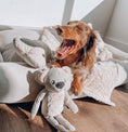 Cargar la imagen en la vista de la galería, Sandstone Koala in 614qyll0hsl. – Nala's Pet Boutique
