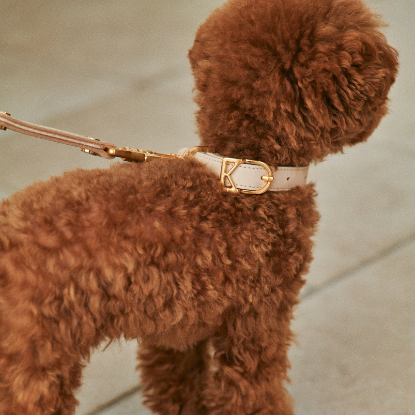MACARON Collar in A5dc06737c – Nala's Pet Boutique