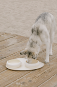 Load image into Gallery viewer, Dog interacting with a ceramic pet bowl on a wooden deck
