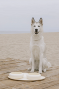 Cargar la imagen en la vista de la galería, A white dog sitting on a wooden floor with an Ivory bowl and mat silicone set in front of it.
