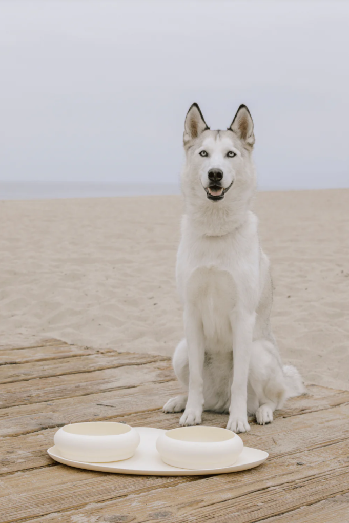 A white dog sitting on a wooden floor with an Ivory bowl and mat silicone set in front of it.
