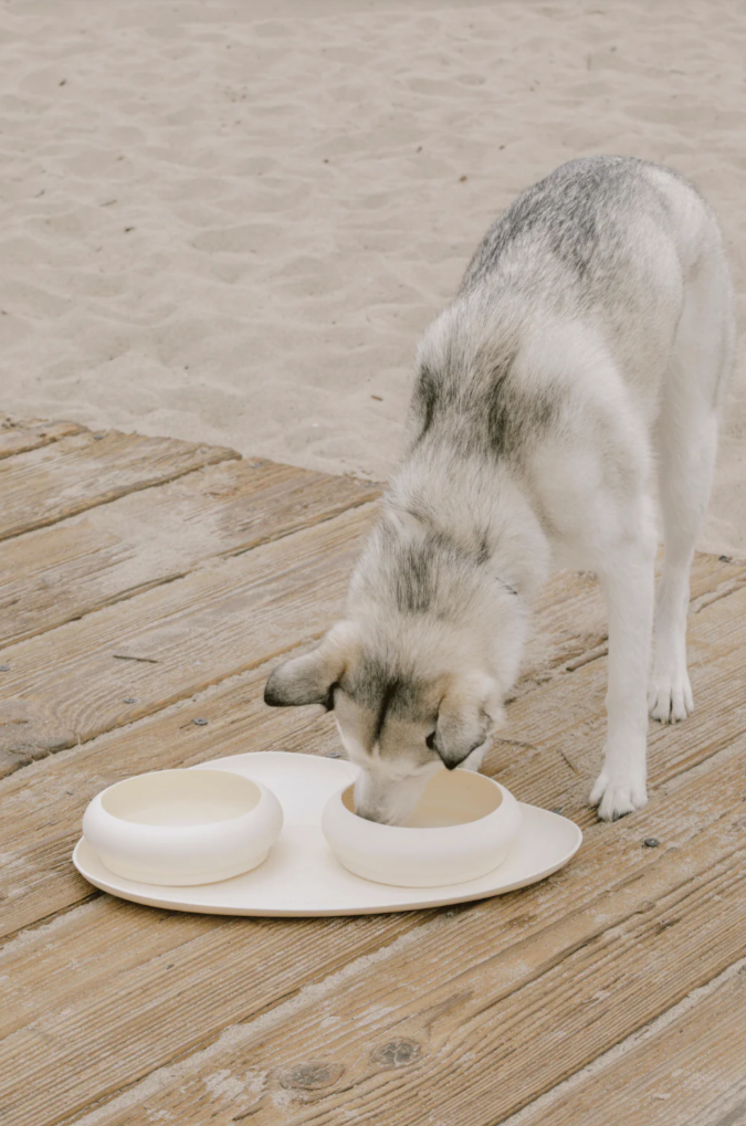 Dog drinking from a white ceramic water bowl on a wooden deck.