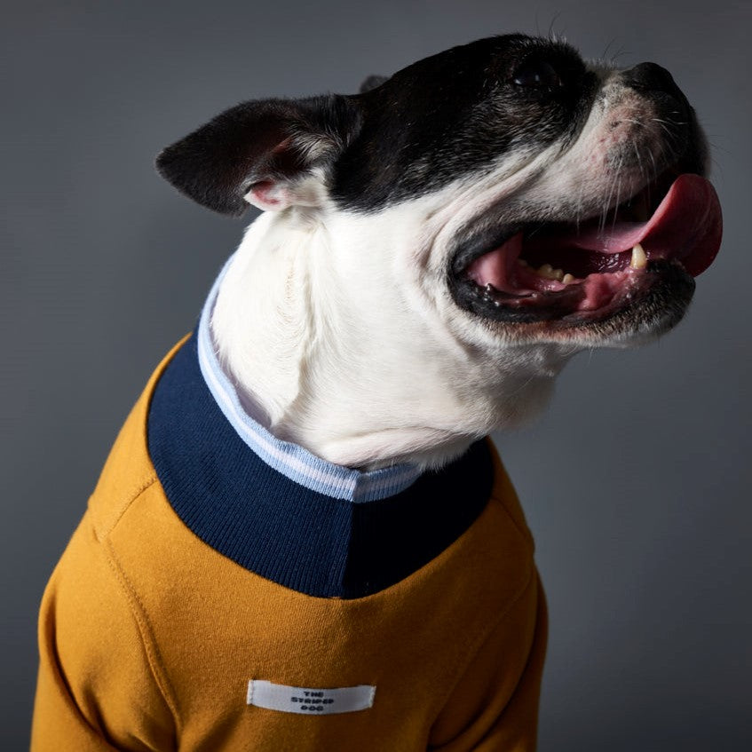 Basic lightweight mustard turtleneck sweater with blue striped neckline and cuffs.