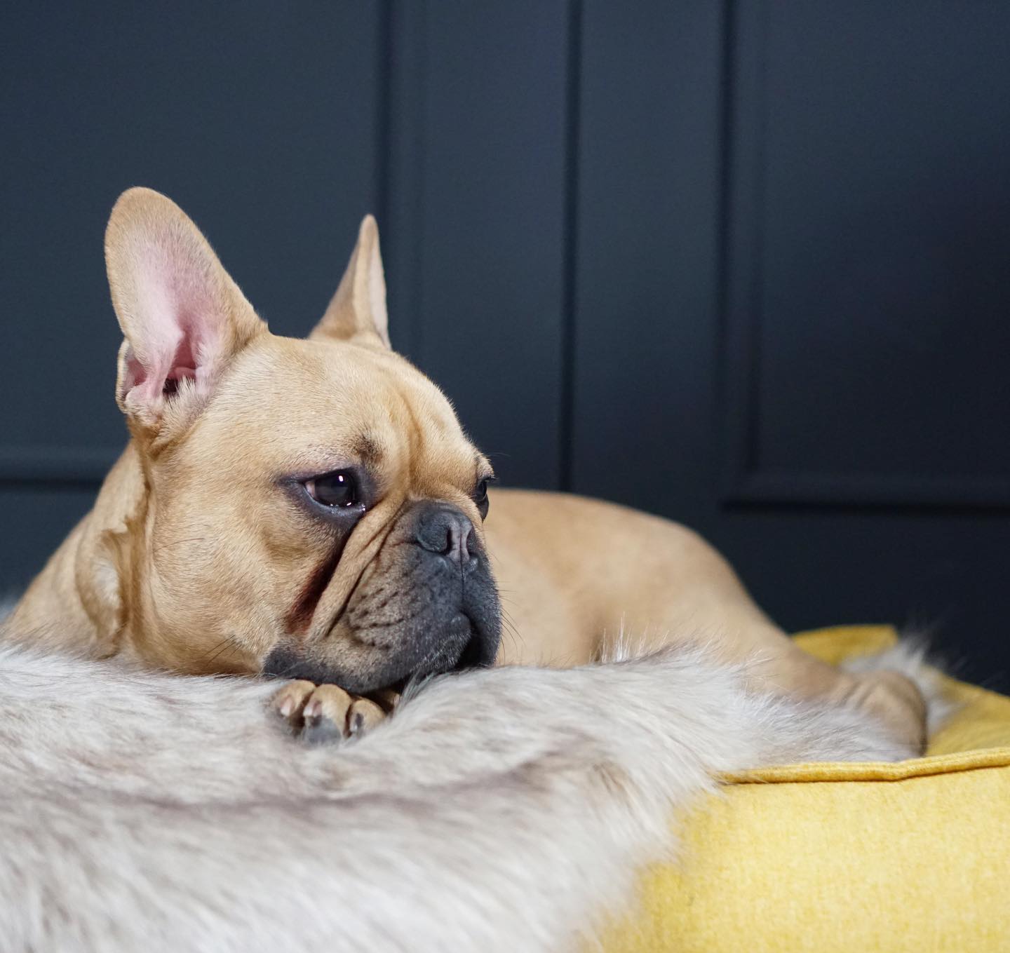 Soft, fluffy, and warm, this blanket will provide thermal comfort to your pet while also adding a tasteful touch of elegance to your interior decor.