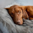 Load image into Gallery viewer, Soft, fluffy, and warm, this blanket will provide thermal comfort to your pet while also adding a tasteful touch of elegance to your interior decor.
