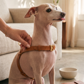 Load image into Gallery viewer, ROMA Leather Harness
