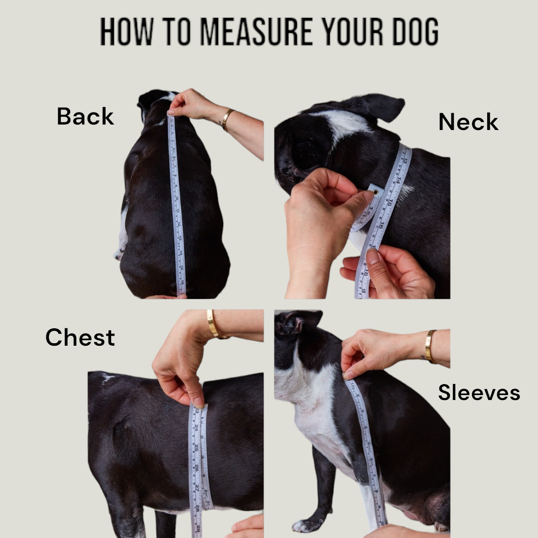 How to measure your dog