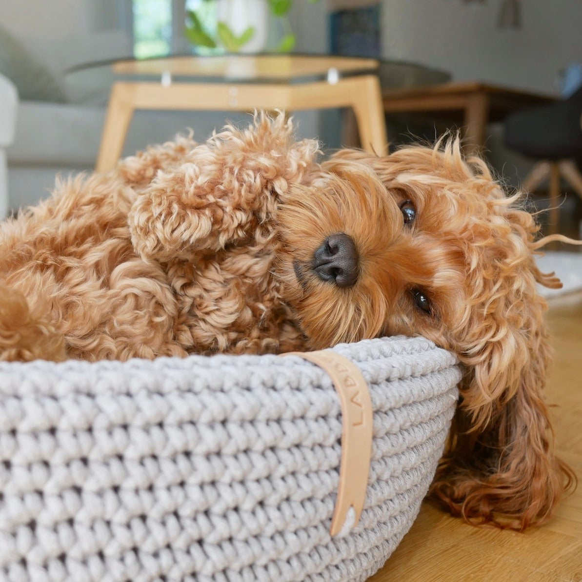 Dog bed made of high-quality braided cotton string with great detail attention. The oval shape fits perfectly with the dog's natural shape when resting. The cushion on the bottom is fully removable, which helps to keep the dog bed clean and functional. Lukko is perfect for short naps and longer rest. Dedicated to dogs who value comfort.