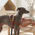 Load image into Gallery viewer, Handle Leather Harness
