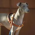 Load image into Gallery viewer, Handle Leather Harness
