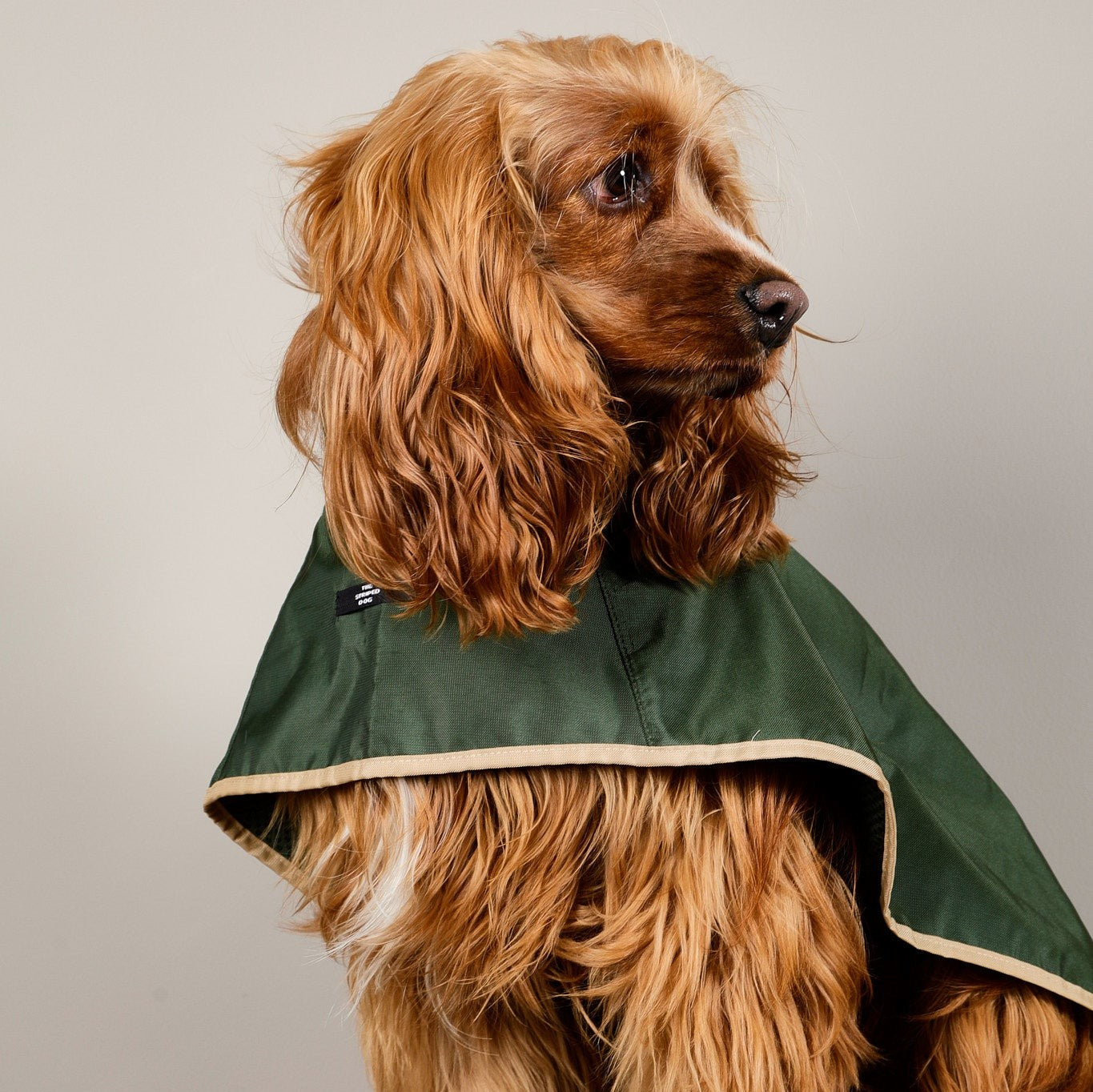 The Paramount cape is waterproof, hooded and has 3 lines of snap buttons underneath to adjust the chest and a hole for leash attachment. Perfect for rainy days.