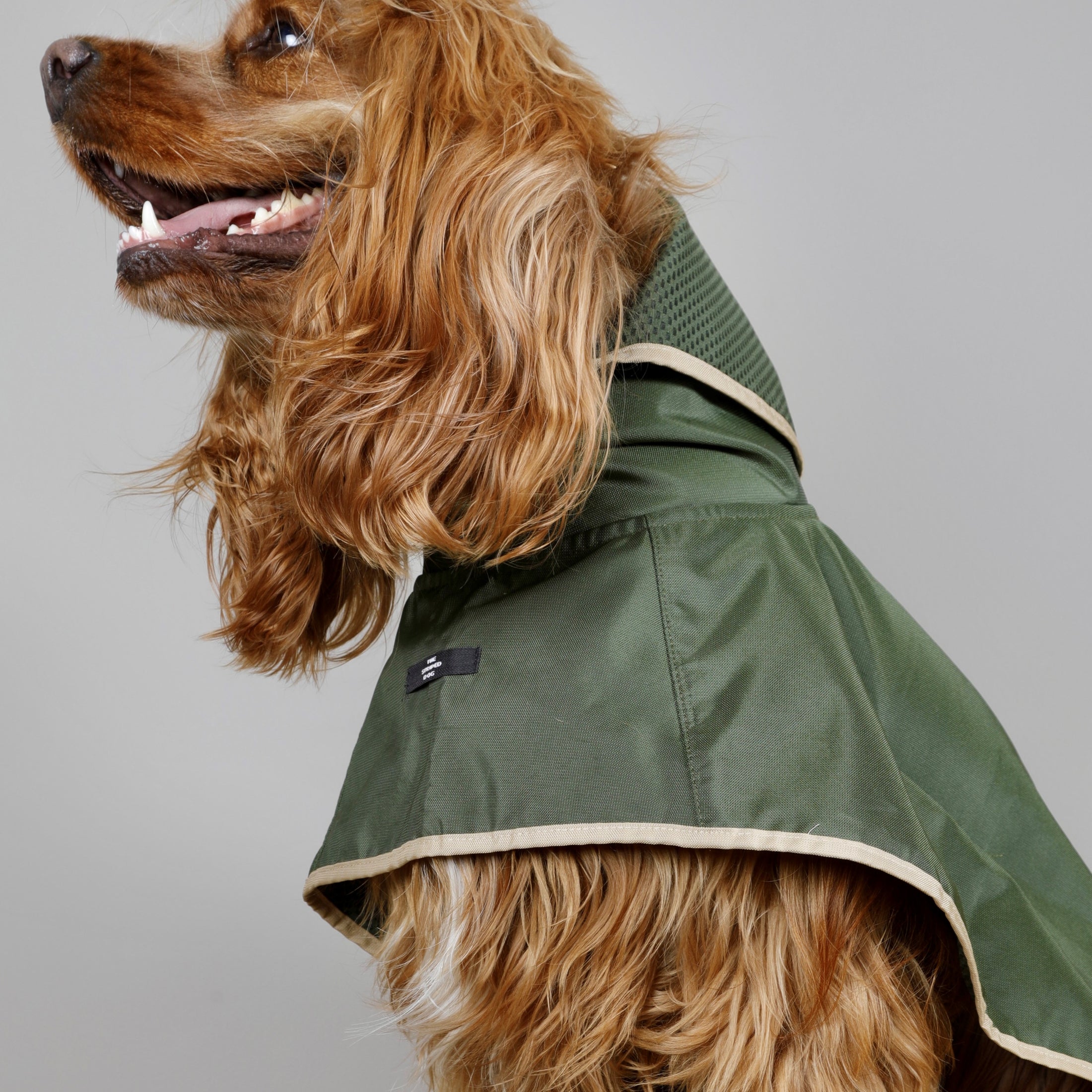 The Paramount cape is waterproof, hooded and has 3 lines of snap buttons underneath to adjust the chest and a hole for leash attachment. Perfect for rainy days.