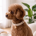 Load image into Gallery viewer, Macaron II-C Crystal Collar
