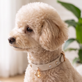 Load image into Gallery viewer, Macaron II-C Crystal Collar
