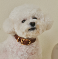 Cargar la imagen en la vista de la galería, ROMA Collar in Romacollar1 – Nala's Pet Boutique
