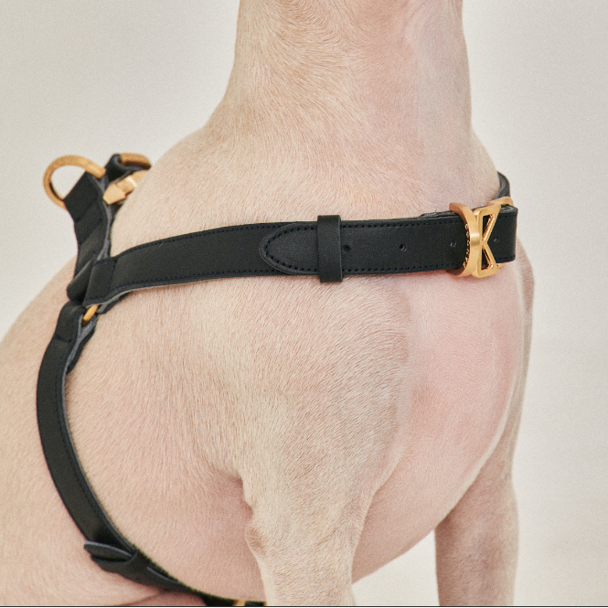 ROMA HARNESS in Roma Harness – Nala's Pet Boutique