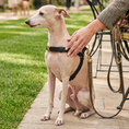 Load image into Gallery viewer, ROMA Leather Harness
