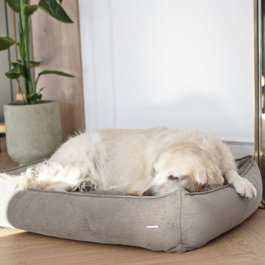 Strippo in Strippo.2 – Nala's Pet Boutique