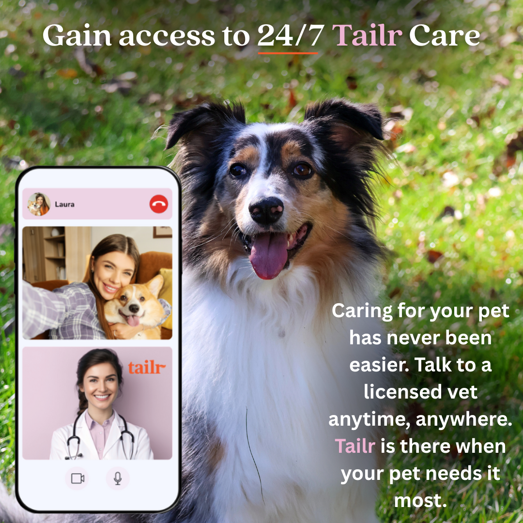 Tailr Classic QR Code ID Tag