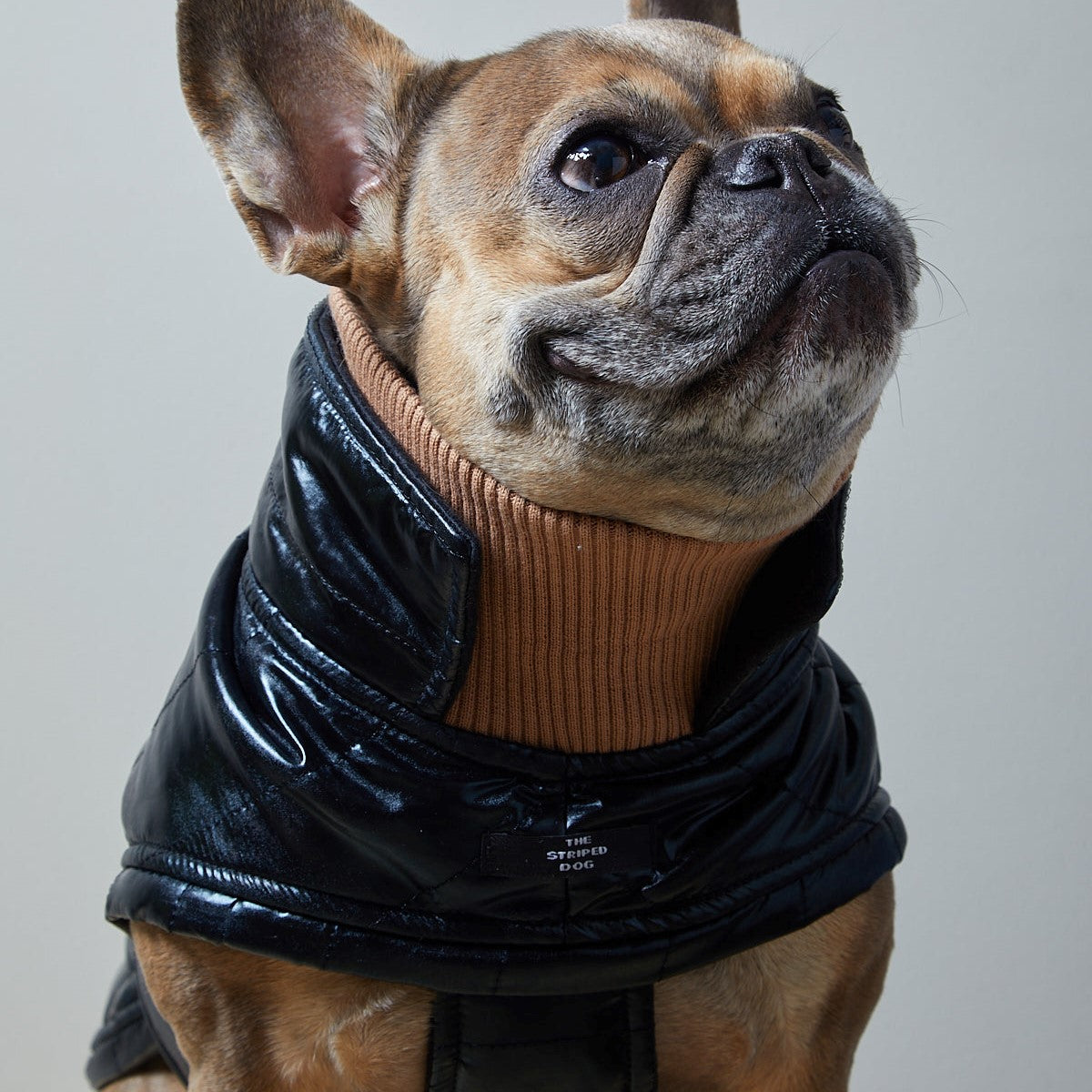 Adjustable waterproof jacket with knit turtleneck and fleece lining.  The fleece on the inside keeps your dog warm and comfortable and the knit turtleneck makes the outfit super chic. It is fitted with adjustable velcro straps on the back, black fleece lining for comfort and camel knit turtleneck.