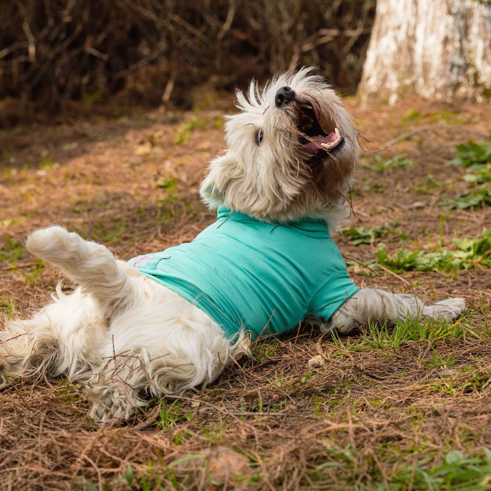 Gobi Sun Protection Tee in Gobi6 – Nala's Pet Boutique