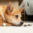 Load image into Gallery viewer, Tailr Classic Pet Tag
