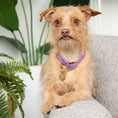 Load image into Gallery viewer, Tailr Classic Pet Tag

