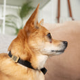Load image into Gallery viewer, Tailr Slide Pet Tag
