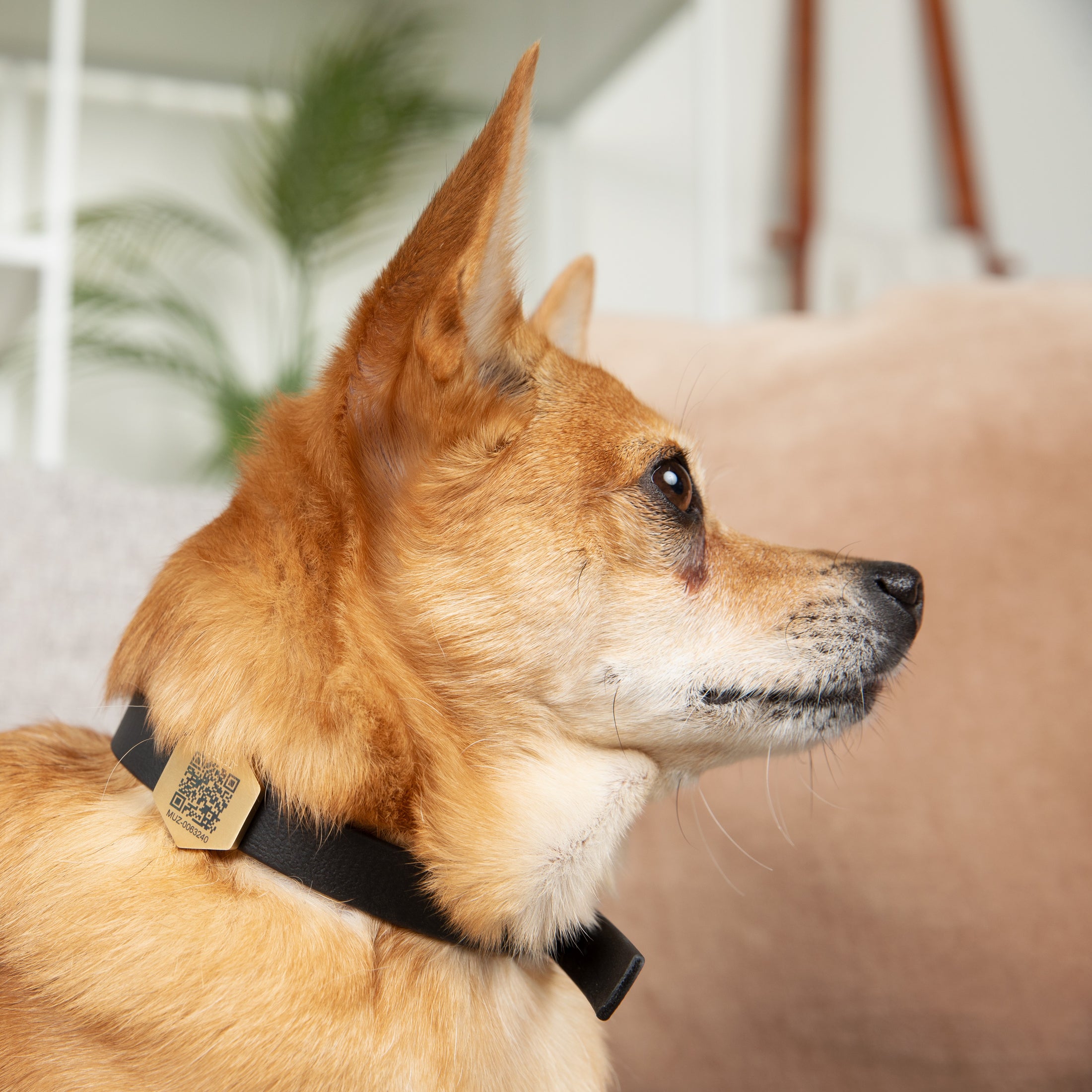 Tailr Slide Pet Tag